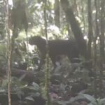 Benarkah Kucing Merah Kalimantan Muncul Lagi Setelah Dikira Punah ?