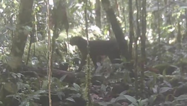 Benarkah Kucing Merah Kalimantan Muncul Lagi Setelah Dikira Punah ?