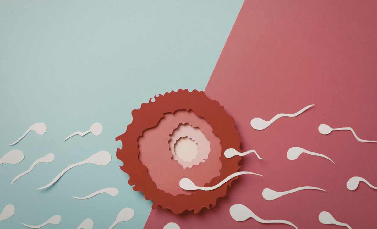 Mengenal Zona Pelusida: Lapisan Ajaib yang Melindungi Sel Telur