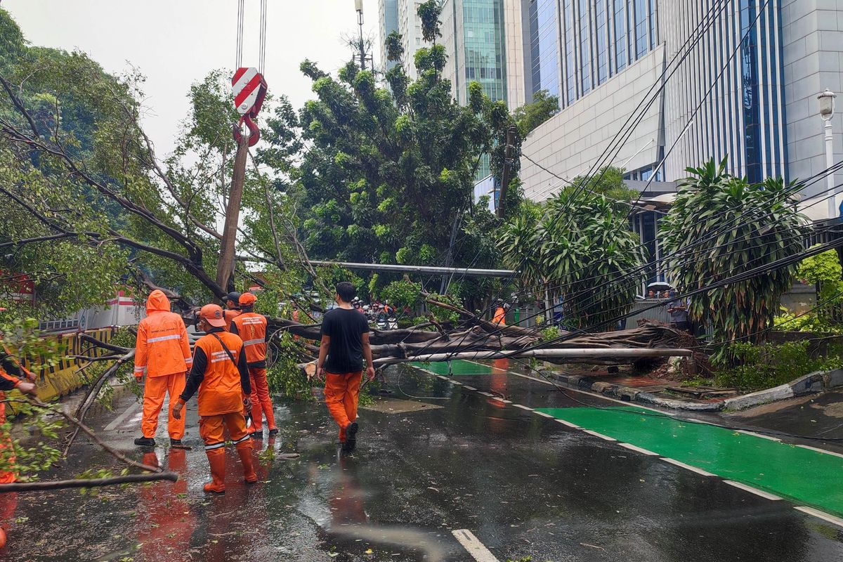 Fenomena Pohon Tumbang di Jakarta Kian Mengkhawatirkan, Distamhut DKI Diminta Audit