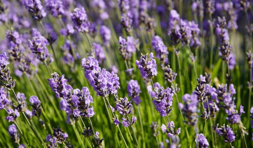 Rahasia Manfaat Bunga Lavender: Dari Aroma Terapi Hingga Penyembuhan Alami