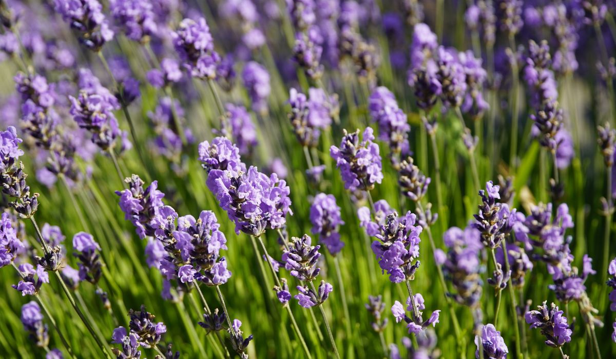 Rahasia Manfaat Bunga Lavender: Dari Aroma Terapi Hingga Penyembuhan Alami