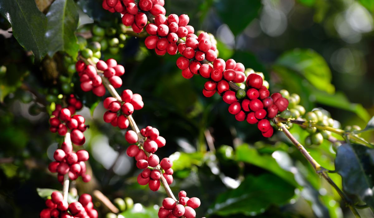 Pengolahan Kopi: Dari Buah Ceri Hingga ke Cangkir Anda