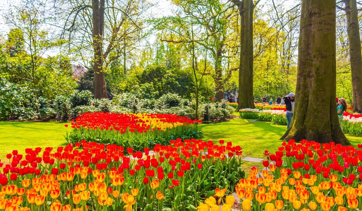 Menelusuri Jejak Bunga Tulip: Dari Habitat Asli hingga Tumbuh di Indonesia