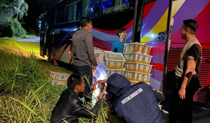 Ratusan Burung Diamankan di Terminal, Upaya Penyelundupan 670 Ekor ke Jakarta Digagalkan Petugas