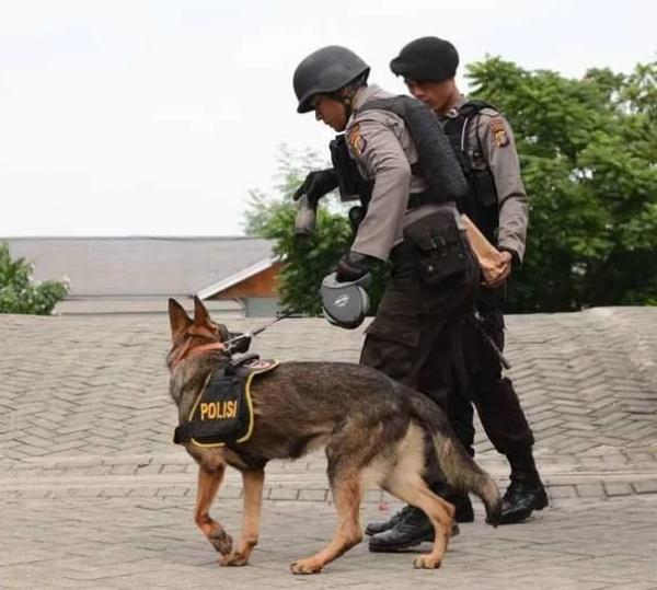 Jasa K-9 di Kawasan Elite SCBD Ternyata Bernilai Jutaan Rupiah Setiap Bulan