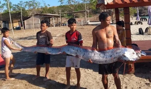 Oarfish Raksasa Empat Meter Terdampar di Pantai Pink Lombok, Penemuan Langka Bikin Geger