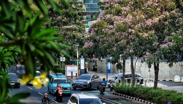 Tabebuya Bermekaran di Jakarta Pusat, Jalan Kramat Raya Disulap Jadi Pemandangan Bak Negeri Sakura