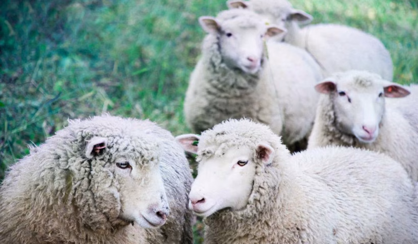 Wabah Lidah Biru Mengganas, Peternakan Inggris Hadapi Ancaman Serius pada Domba dan Sapi