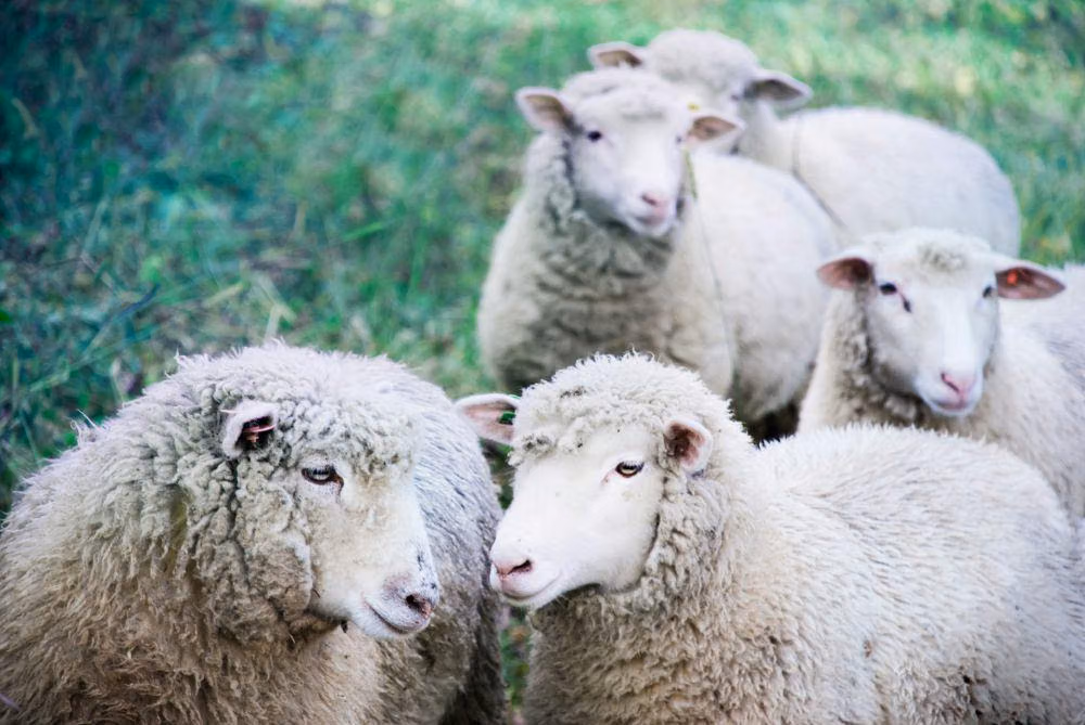Wabah Lidah Biru Mengganas, Peternakan Inggris Hadapi Ancaman Serius pada Domba dan Sapi