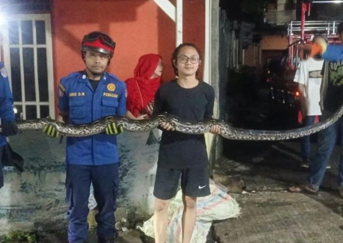 Bikin Geger! Ular Sanca 3 Meter Tiba-Tiba Muncul dari Kloset Rumah Warga Tangerang