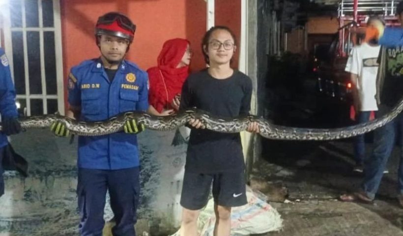 Bikin Geger! Ular Sanca 3 Meter Tiba-Tiba Muncul dari Kloset Rumah Warga Tangerang