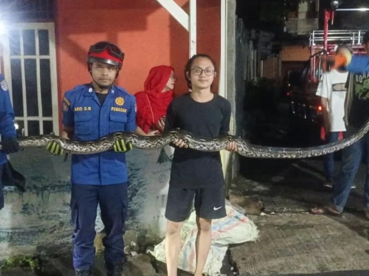Bikin Geger! Ular Sanca 3 Meter Tiba-Tiba Muncul dari Kloset Rumah Warga Tangerang